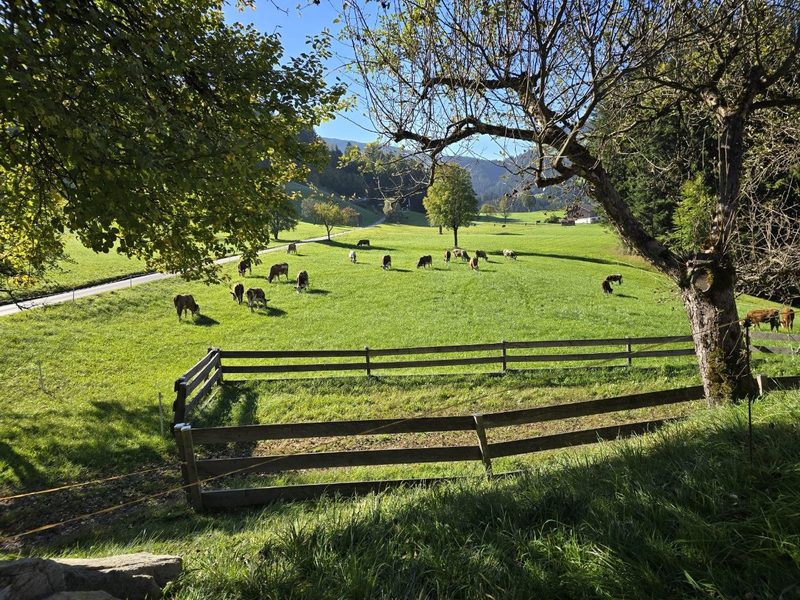 Kühe auf der Weide hinter einem Holzzaun