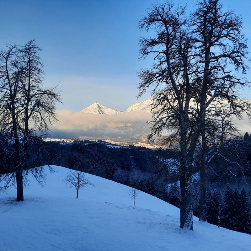 Verschneite Wiese mit kahlen Bäumen, dahinter die Berge im Abendlicht